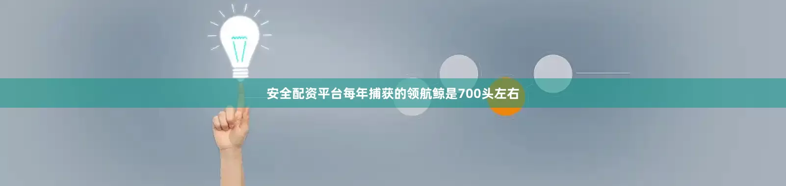 安全配资平台每年捕获的领航鲸是700头左右